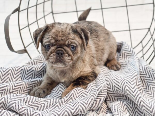 Pug DOG Female Blue Merle 35662 Petland Novi, Michigan