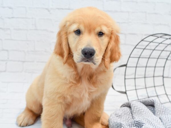 Golden Retriever-DOG-Male-Light Golden-35663-Petland Novi, Michigan