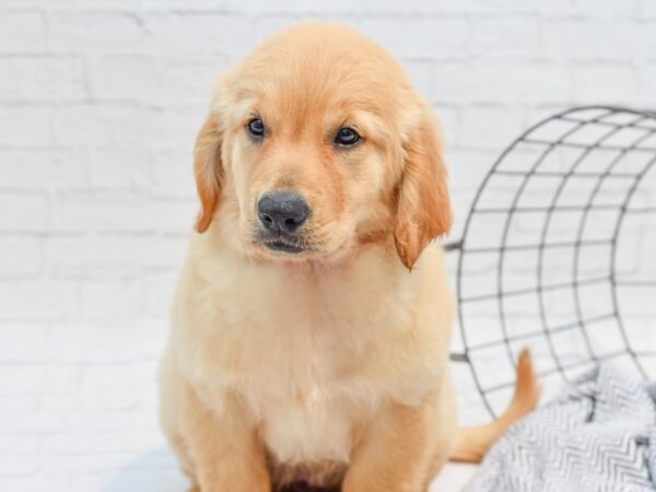 Golden Retriever-DOG-Female-Light Golden-35664-Petland Novi, Michigan