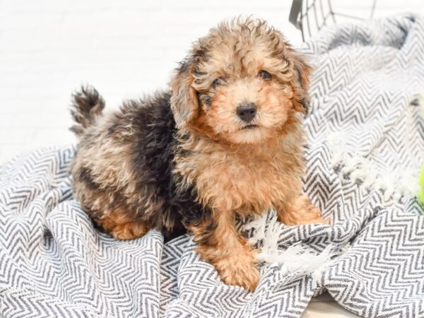 Poodle Mini-DOG-Male-Blue Merle-35665-Petland Novi, Michigan