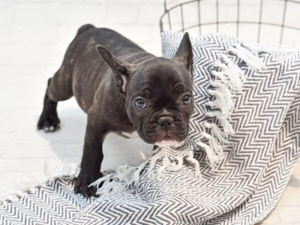 French Bulldog DOG Male Black Brindle 35666 Petland Novi, Michigan