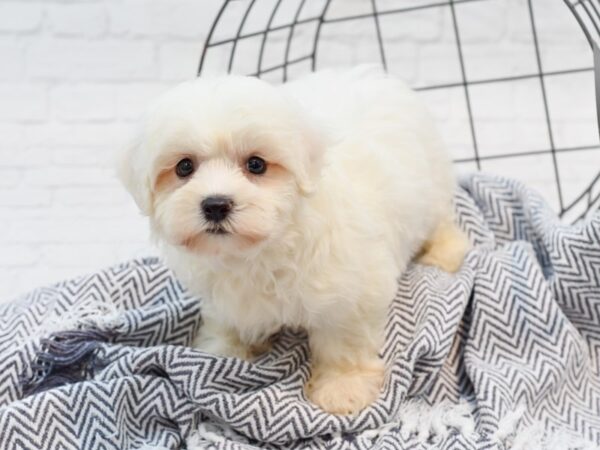 Teddy Bear DOG Male White 35670 Petland Novi, Michigan