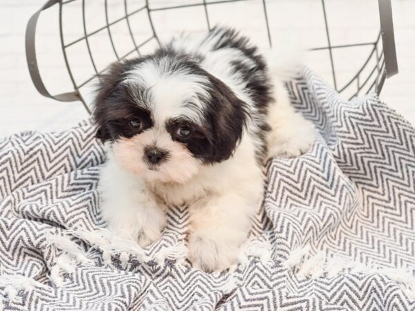 Shih Tzu DOG Female Brindle & White 35671 Petland Novi, Michigan