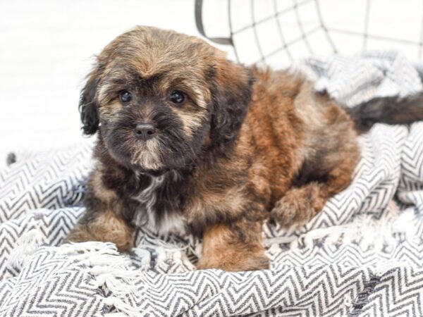 Daisy Dog-DOG-Female-Brindle-35672-Petland Novi, Michigan