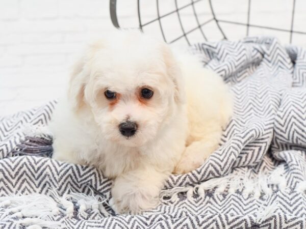 Bichonpoo DOG Male Cream 35673 Petland Novi, Michigan