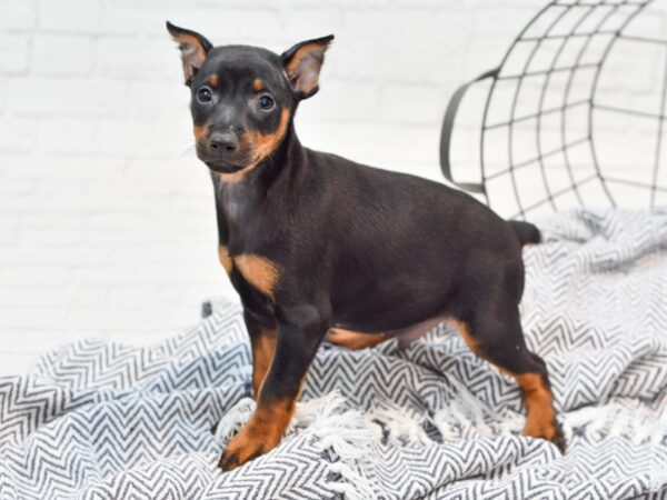 Miniature Pinscher-DOG-Male-Black & Tan-35674-Petland Novi, Michigan