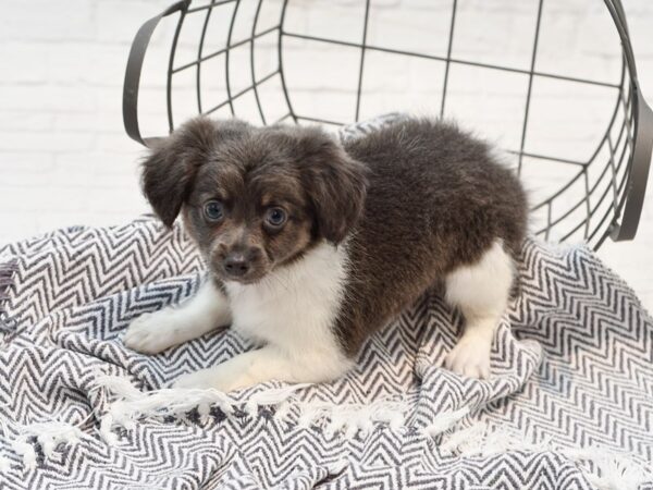 Chiweenie-DOG-Female-Blue & White-35675-Petland Novi, Michigan