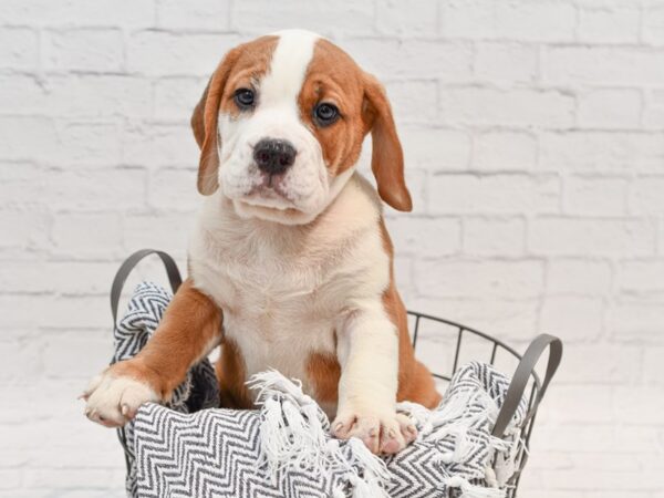 Beabull-DOG-Male-Fawn & White-35676-Petland Novi, Michigan