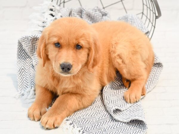 Golden Retriever-DOG-Male-Red-35677-Petland Novi, Michigan