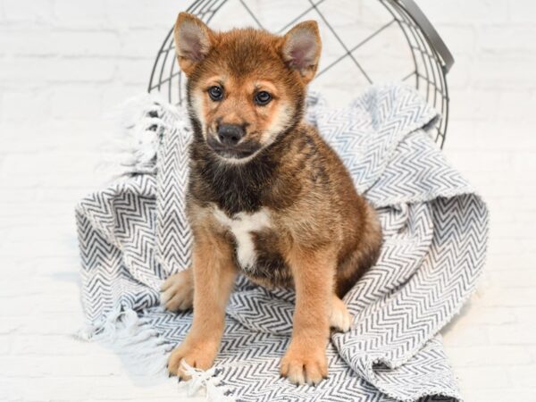 Shiba Inu DOG Male Dark Red 35678 Petland Novi, Michigan