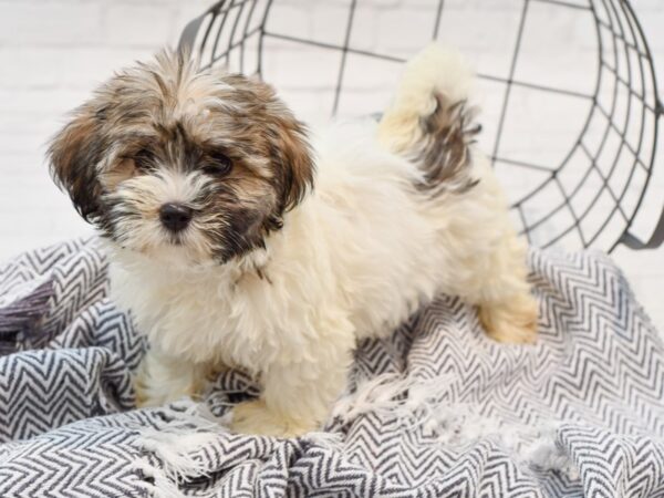 Havanese DOG Female Brindle & White 35679 Petland Novi, Michigan