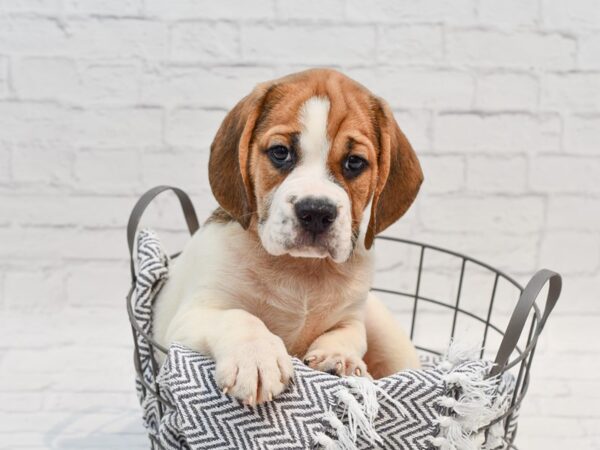 Beabull DOG Male Fawn & White 35680 Petland Novi, Michigan