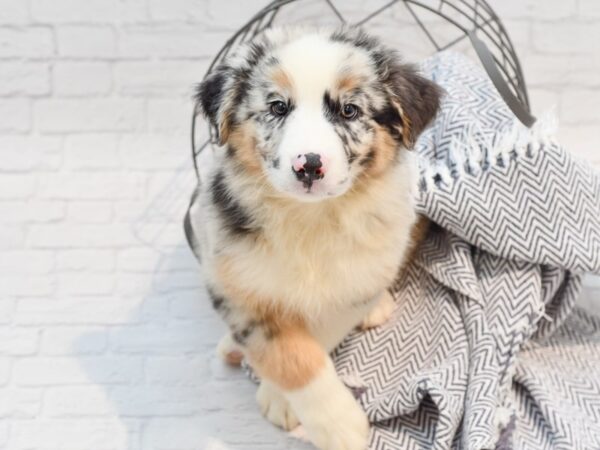 Australian Shepherd DOG Male Blue Merle 35668 Petland Novi, Michigan