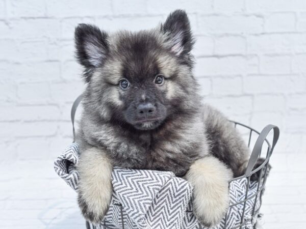 Keeshond DOG Male Black & Silver 35669 Petland Novi, Michigan