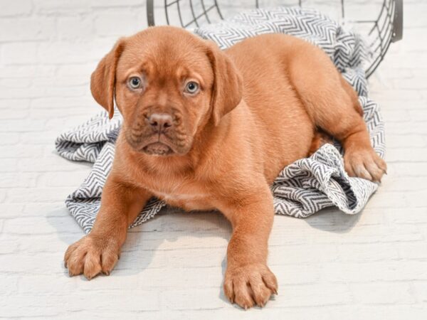 Dogue de Bordeaux DOG Female Red 35667 Petland Novi, Michigan