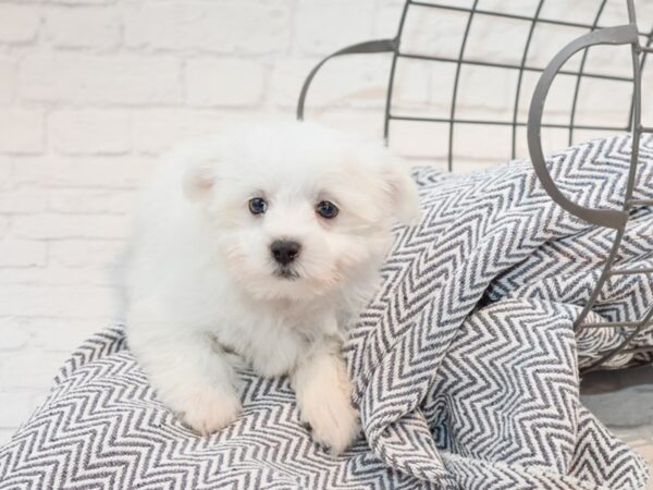 Maltese DOG Male White / Cream 35681 Petland Novi, Michigan