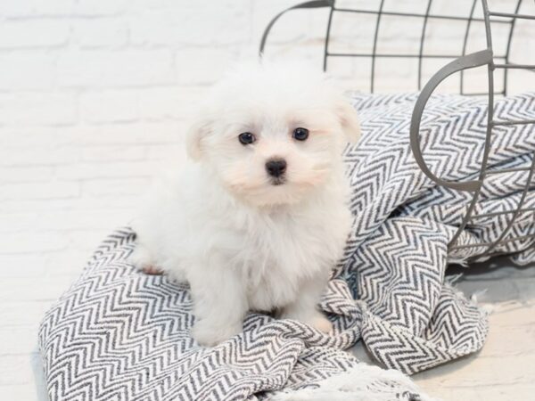 Maltese DOG Female White / Cream 35682 Petland Novi, Michigan