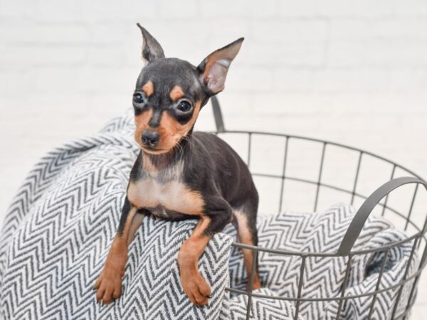 Miniature Pinscher DOG Female Black / Tan 35683 Petland Novi, Michigan