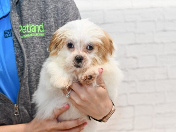 Lhasa Apso DOG Female Sable / White 35684 Petland Novi, Michigan