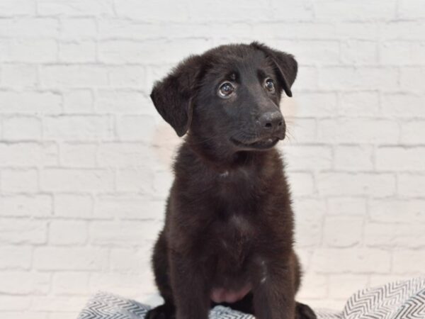 German Shepherd Dog DOG Female Black 35685 Petland Novi, Michigan