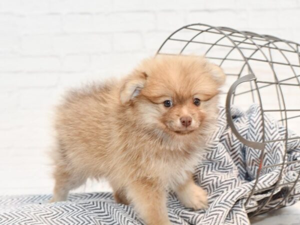 Pomeranian-DOG-Female-Lilac & White-35686-Petland Novi, Michigan