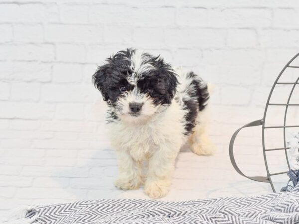 Teddy Bear DOG Male Black & White 35687 Petland Novi, Michigan