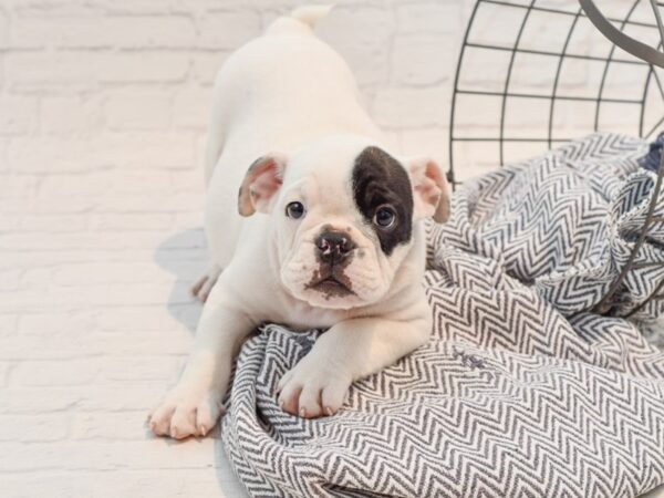 English Bulldog DOG Male Blue & White 35688 Petland Novi, Michigan