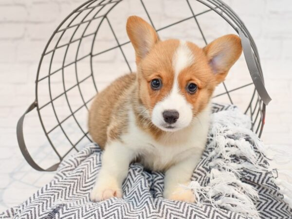 Pembroke Welsh Corgi DOG Female Red & White 35689 Petland Novi, Michigan