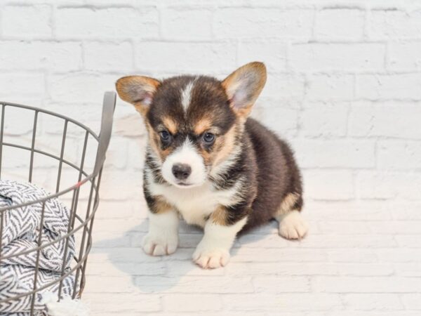 Pembroke Welsh Corgi DOG Male Black Tri 35690 Petland Novi, Michigan