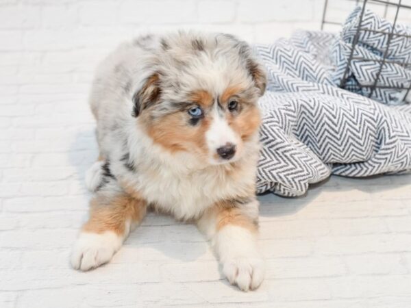 Miniature Australian Shepherd DOG Female Blue Merle 35691 Petland Novi, Michigan