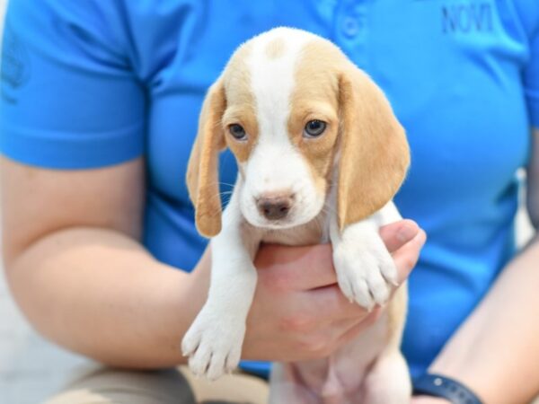 Beagle DOG Male Lemon 35692 Petland Novi, Michigan