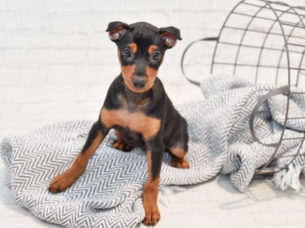 Miniature Pinscher DOG Female Black & Tan 35693 Petland Novi, Michigan