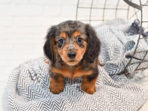 Dachshund DOG Male Gray / Black 35694 Petland Novi, Michigan