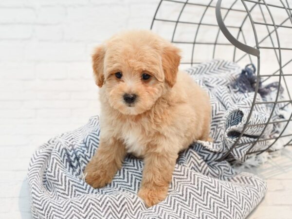 Maltipoo DOG Male Apricot 35695 Petland Novi, Michigan