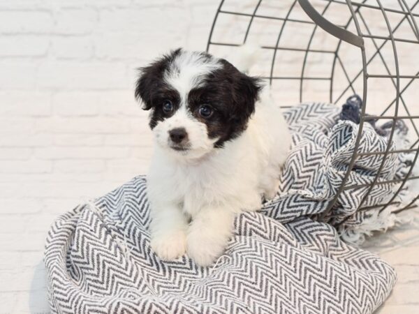 Maltese/Pomeranian DOG Male Black / White 35696 Petland Novi, Michigan