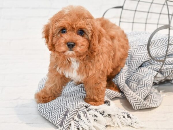 Cavapoo-DOG-Male-Red-35697-Petland Novi, Michigan