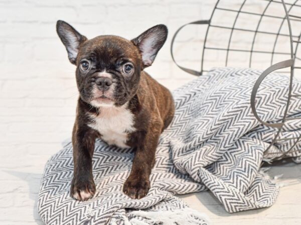 French Bulldog-DOG-Male-Black-35698-Petland Novi, Michigan