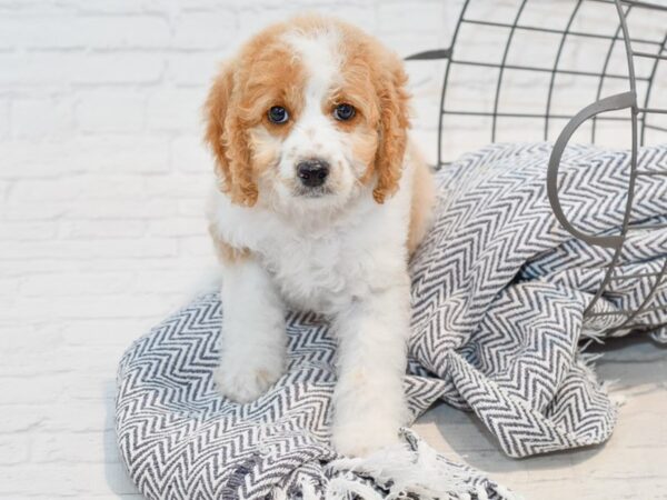 Cavapoo DOG Female red wh parti 35699 Petland Novi, Michigan