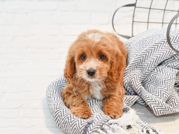 Cavapoo-DOG-Male-Red-35700-Petland Novi, Michigan