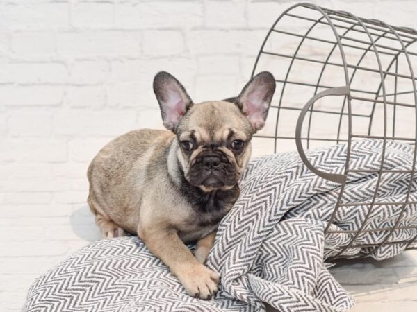 French Bulldog-DOG-Male-Sable-35701-Petland Novi, Michigan