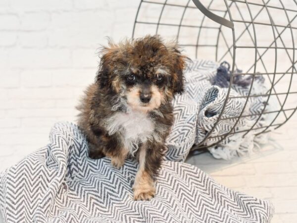 Cavapoo Mix-DOG-Male-Parti-35702-Petland Novi, Michigan