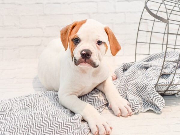 American Bulldog DOG Male Wh & Red 35703 Petland Novi, Michigan