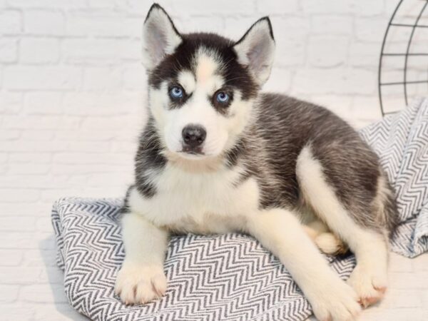 Siberian Husky-DOG-Female-Black & white-35704-Petland Novi, Michigan