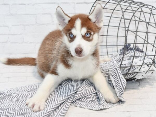 Siberian Husky DOG Male Red & white 35705 Petland Novi, Michigan