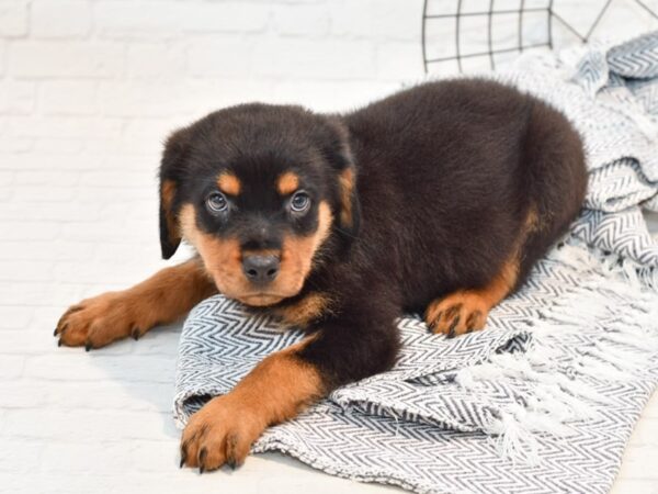 Rottweiler DOG Male Black / Tan 35706 Petland Novi, Michigan