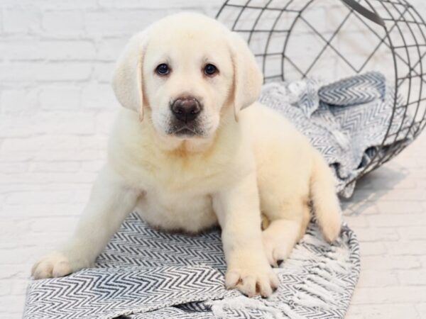 Labrador Retriever DOG Male Yello 35709 Petland Novi, Michigan