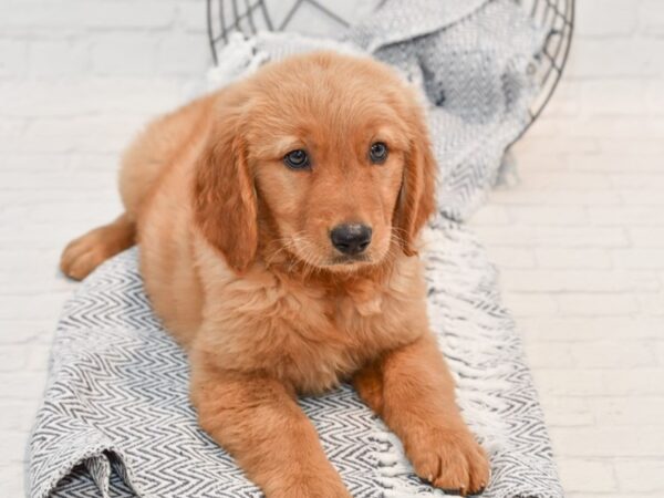 Golden Retriever-DOG-Male-Golden-35710-Petland Novi, Michigan