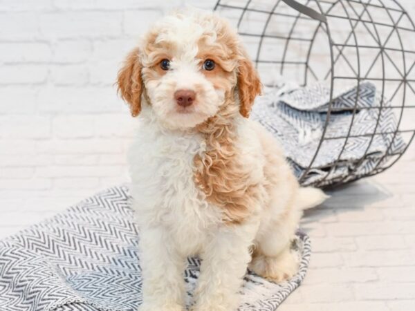 Miniature Goldendoodle DOG Male Red & White 35711 Petland Novi, Michigan