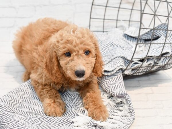 Miniature Goldendoodle DOG Male Red & White 35712 Petland Novi, Michigan