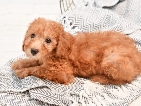 Miniature Poodle-DOG-Female-Red-35713-Petland Novi, Michigan